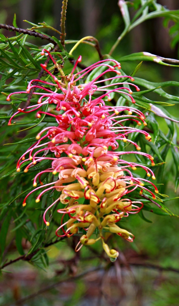 Красивый экзотический цветок Гревиллея