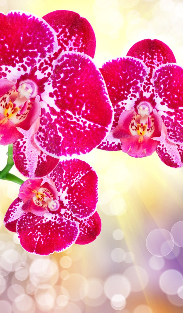 Красивые экзотические розовые цветы орхидеи с бутонами