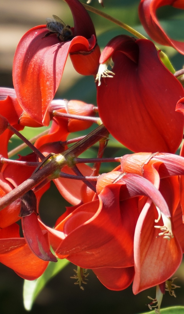 Красивый экзотический красный цветок