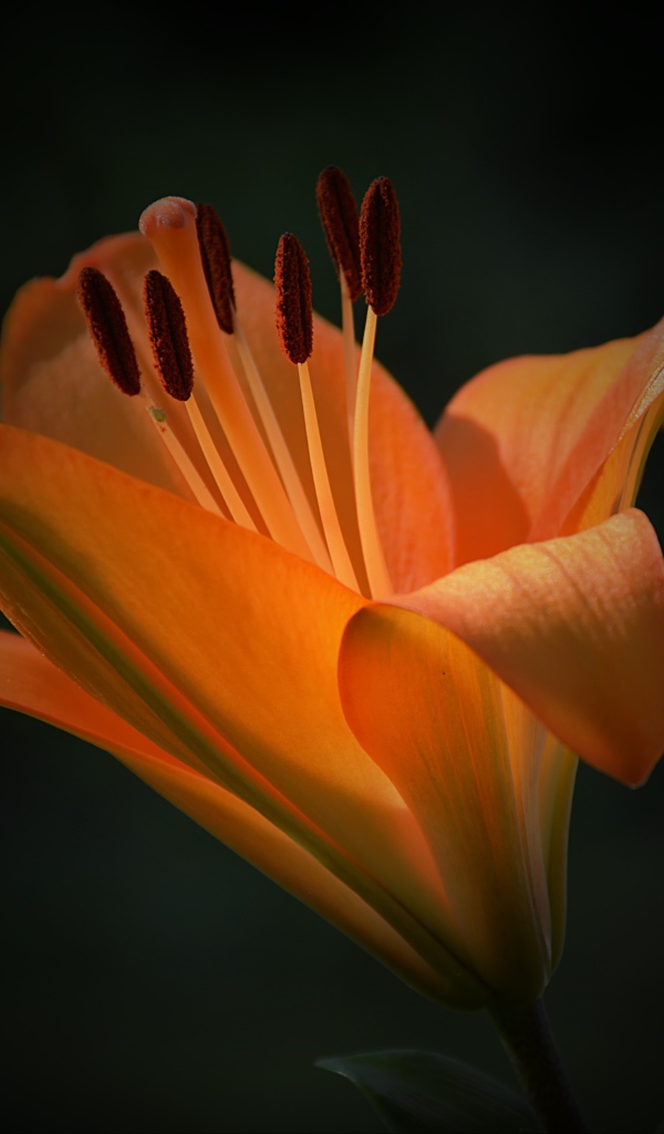 Красивый цветок оранжевой лилии крупным планом