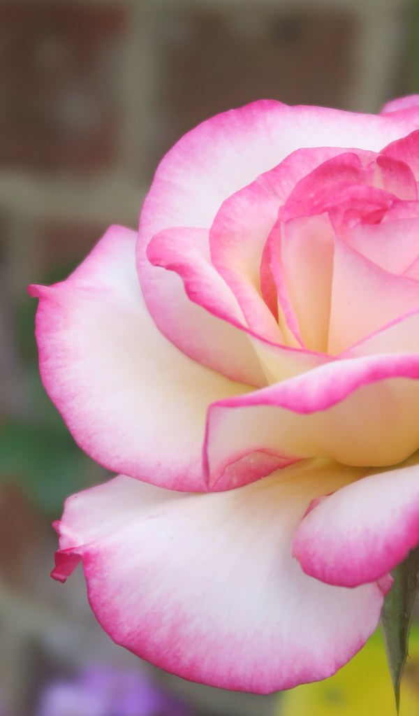 Красивая ароматная розовая роза крупным планом