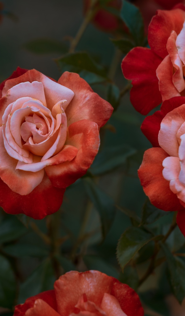 Красивые садовые розы крупным планом