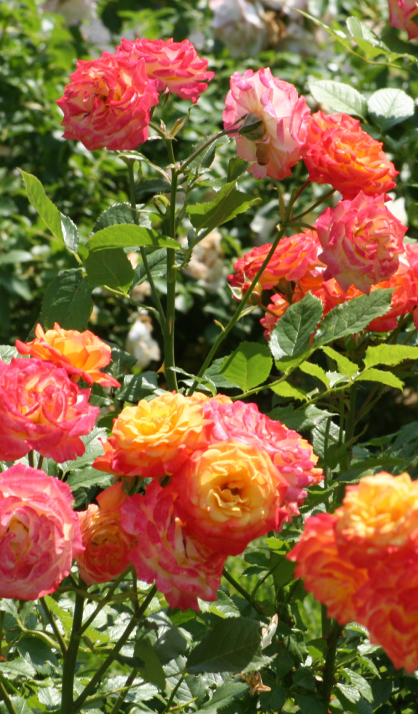 Красивые садовые розы на клумбе