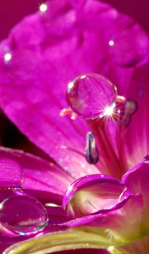 Красивый нежный сиреневый цветок в каплях воды