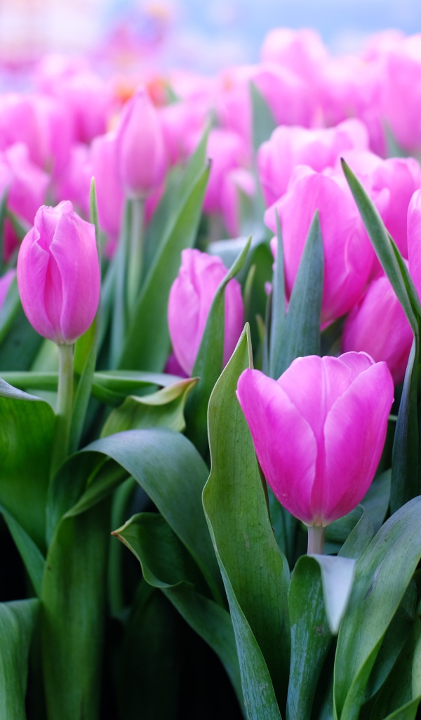 Красивые нежные сиреневые тюльпаны 