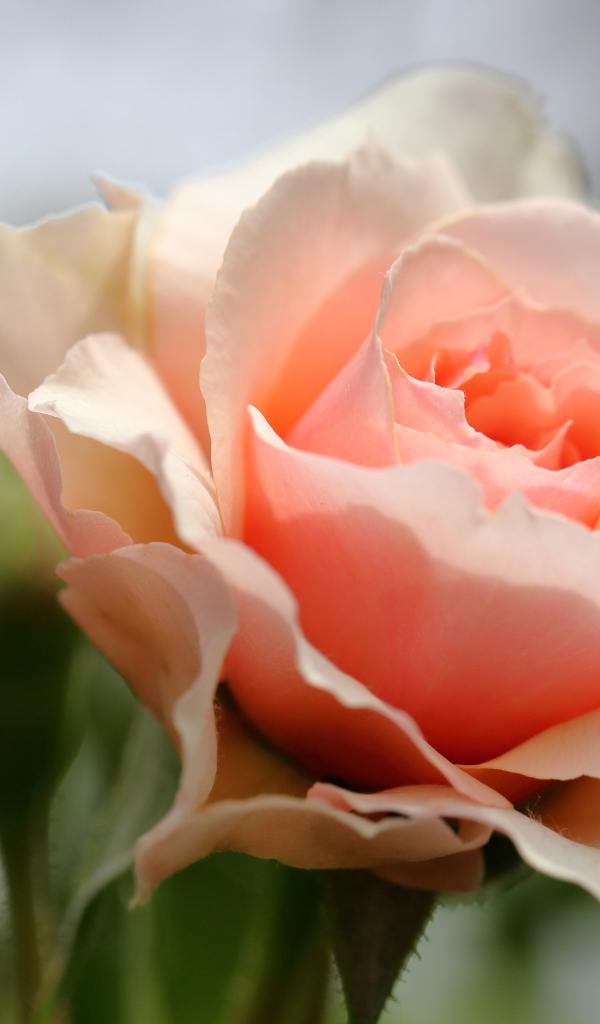 Красивая нежная розовая роза крупным планом