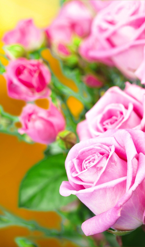 Красивые нежные розовые розы крупным планом 