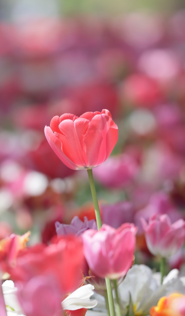 Красивые нежные розовые тюльпаны в лучах солнца