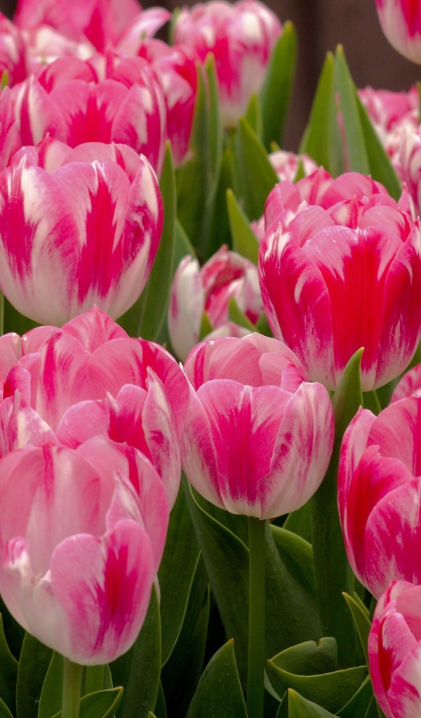 Красивые нежные розовые весенние цветы тюльпаны