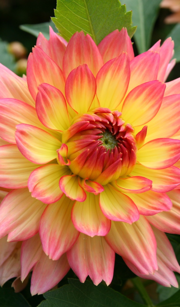 Красивый нежно розовый с желтым цветок георгина