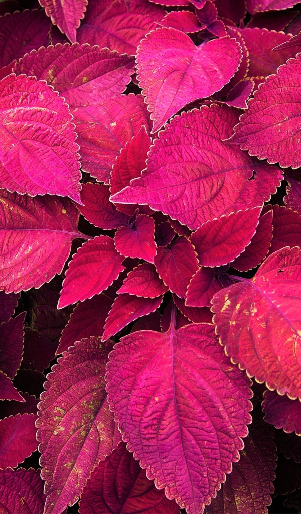 Красивое комнатное растение с красными листьями