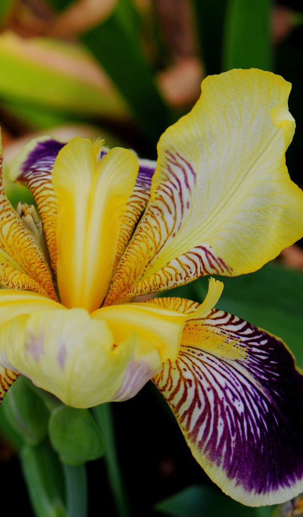 Красивый цветок ириса крупным планом