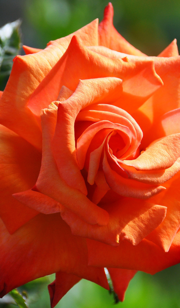 Красивый крупный цветок оранжевой розы