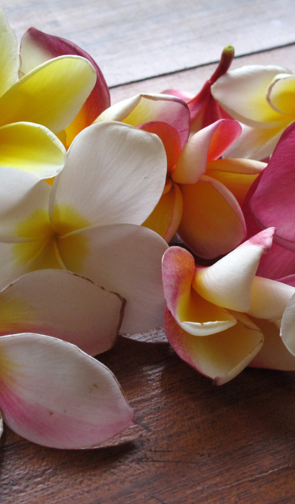 Красивые крупные цветы плюмерия