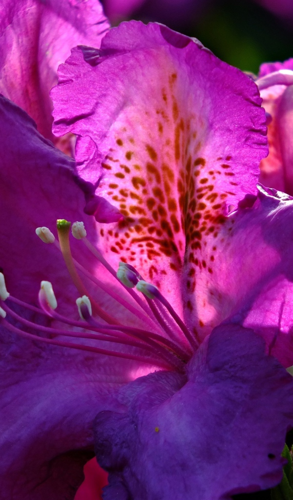 Красивый сиреневый цветок азалия крупным планом