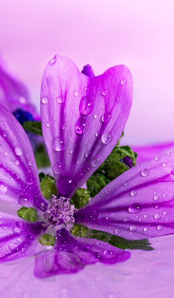 Красивый сиреневый цветок в каплях воды