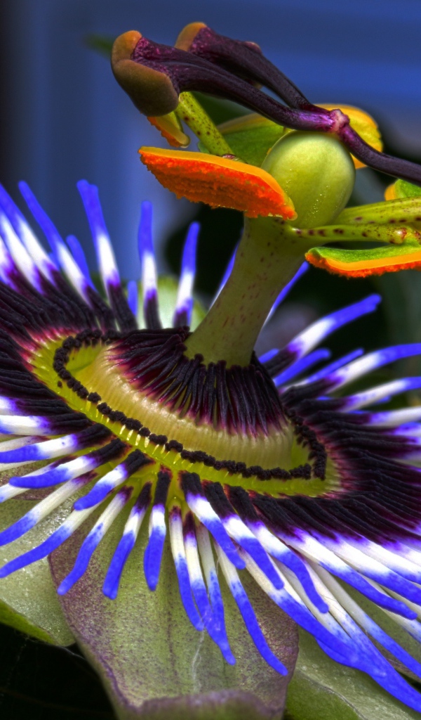 Красивый сиреневый цветок Пассифлора крупным планом