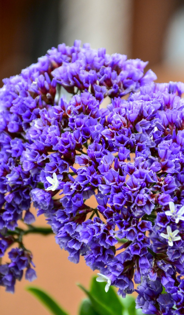 Красивые сиреневые цветы крупным планом