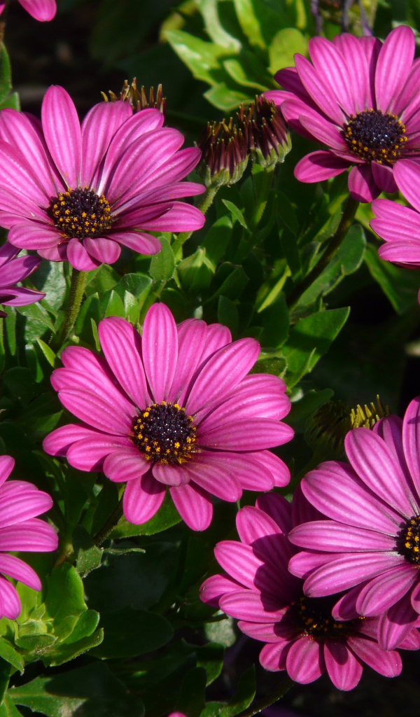 Красивые сиреневые цветы цинерария 