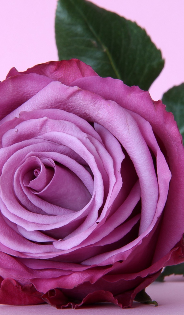 Красивая сиреневая роза крупным планом