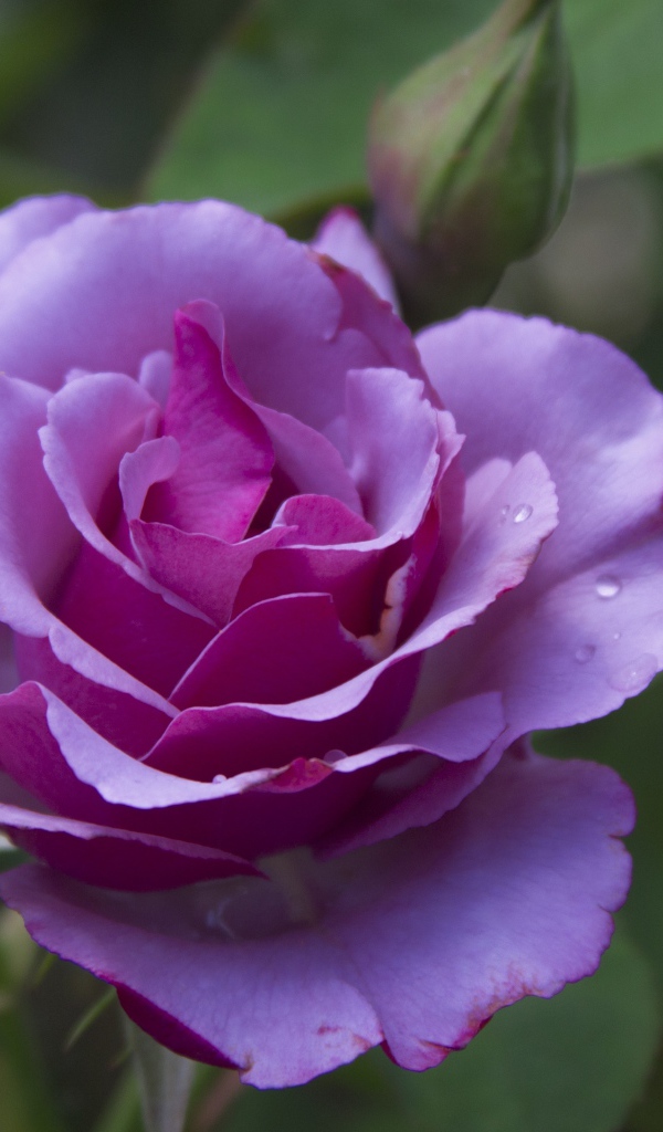 Красивая сиреневая роза с бутонами