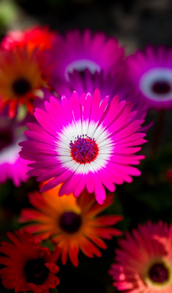 Красивые разноцветные цветы крупным планом 