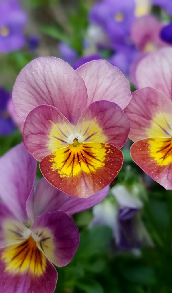Красивые разноцветные цветы анютины глазки
