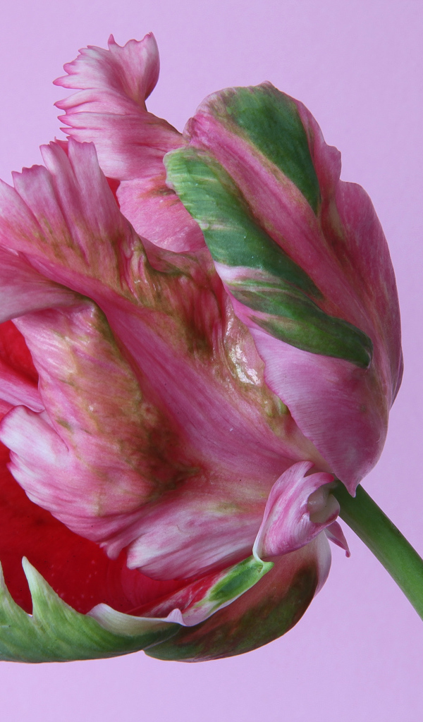 Красивый разноцветный тюльпан на розовом фоне крупным планом