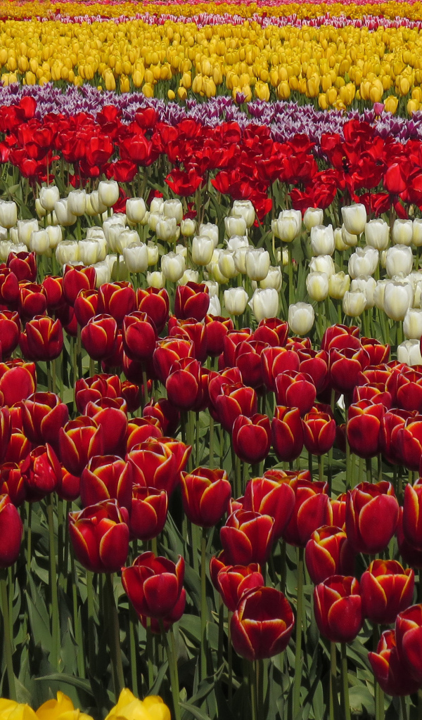 Красивые разноцветные тюльпаны рядами на поле