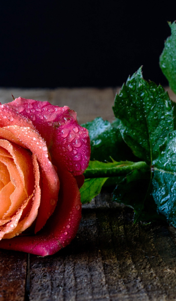 Красивый разноцветный цветок розы в каплях росы на столе