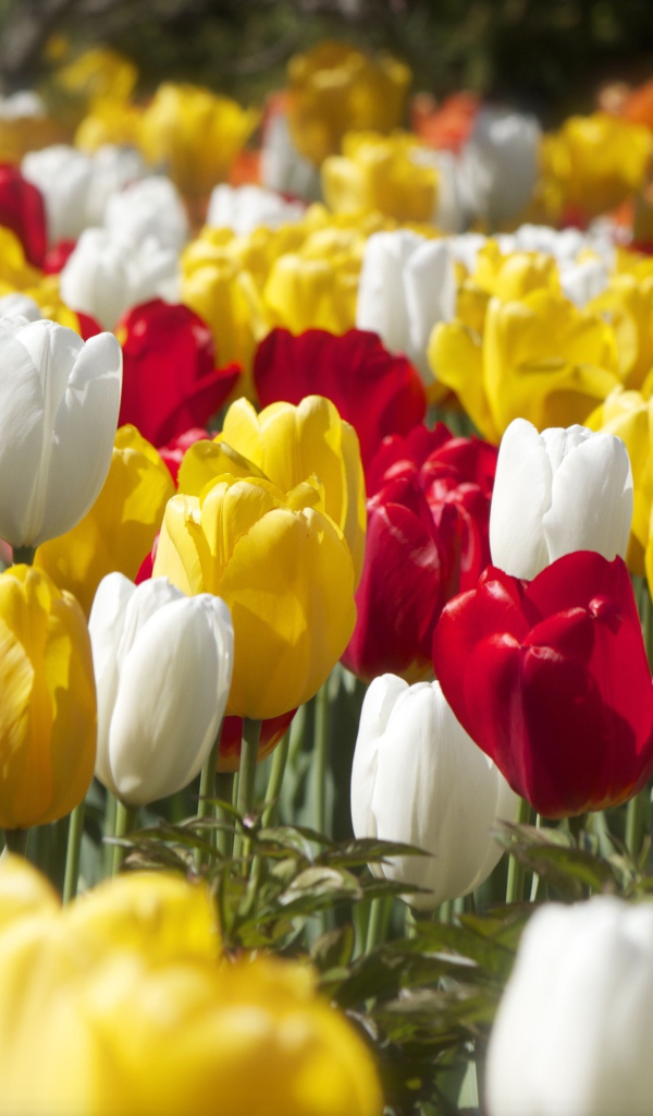 Красивые разноцветные тюльпаны под солнцем