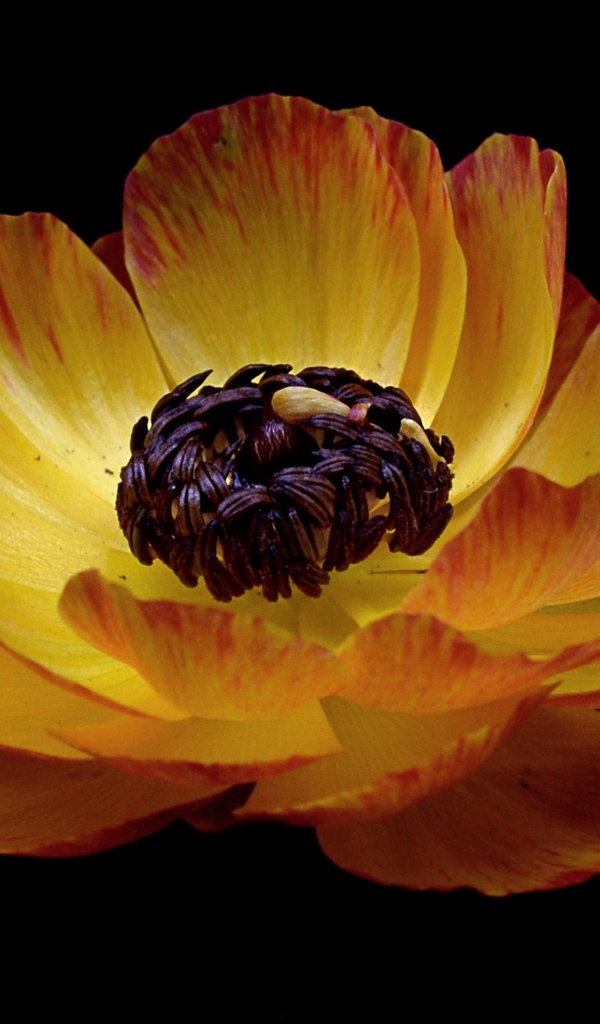 Красивый оранжевый лютик на черном фоне