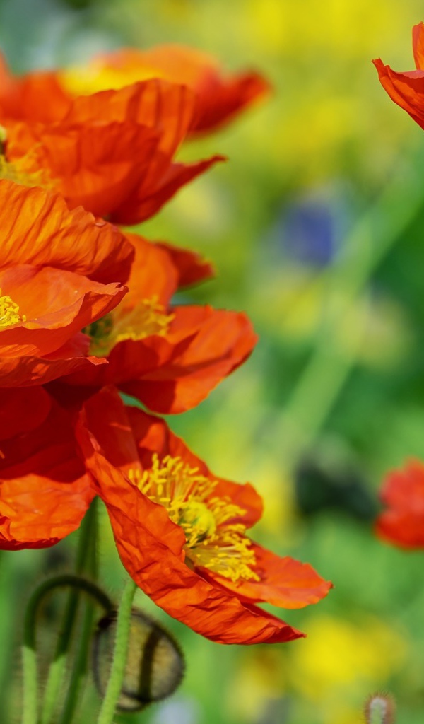 Красивые оранжевые декоративные цветы мака 
