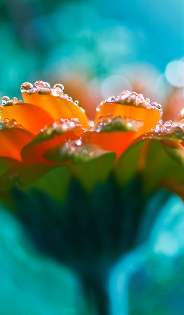 Красивый оранжевый цветок герберы с росой на лепестках