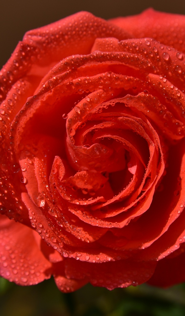 Красивая оранжевая роза в каплях утренней росы