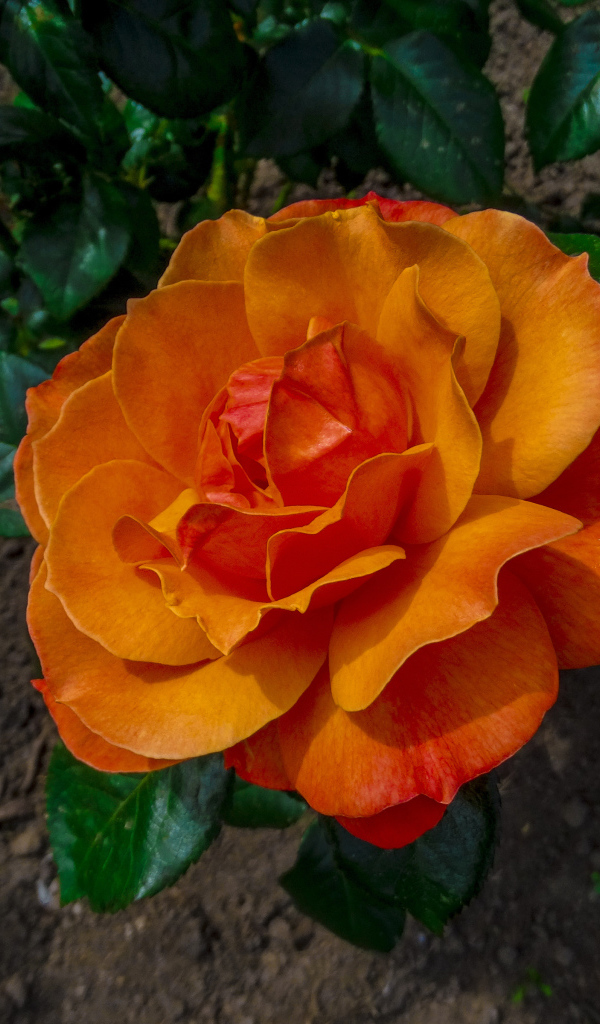 Красивая оранжевая роза на клумбе вид сверху