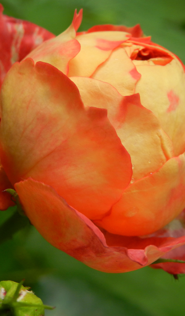 Красивая оранжевая роза с бутоном 