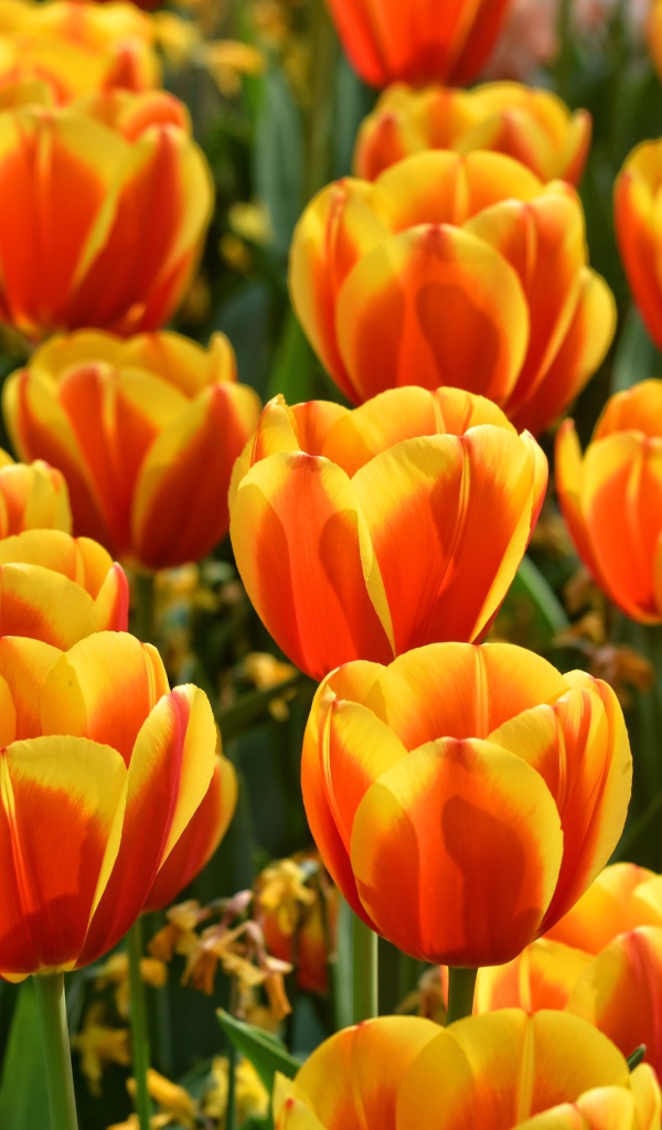 Красивые оранжевые тюльпаны крупным планом 