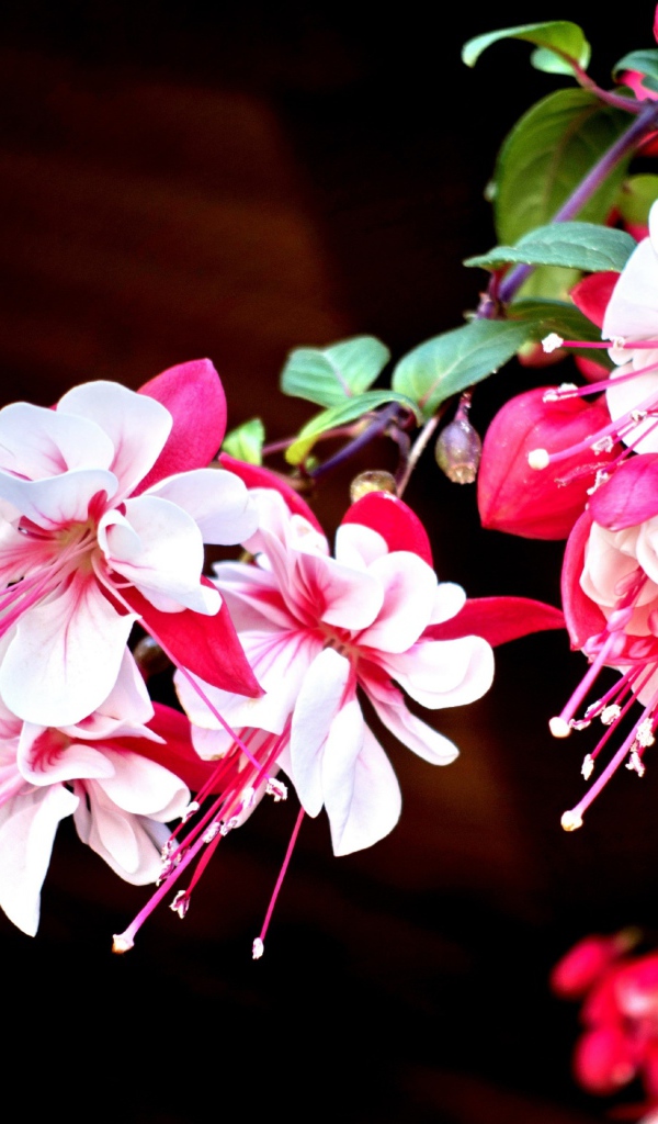 Красивые розово-белые цветы фуксия