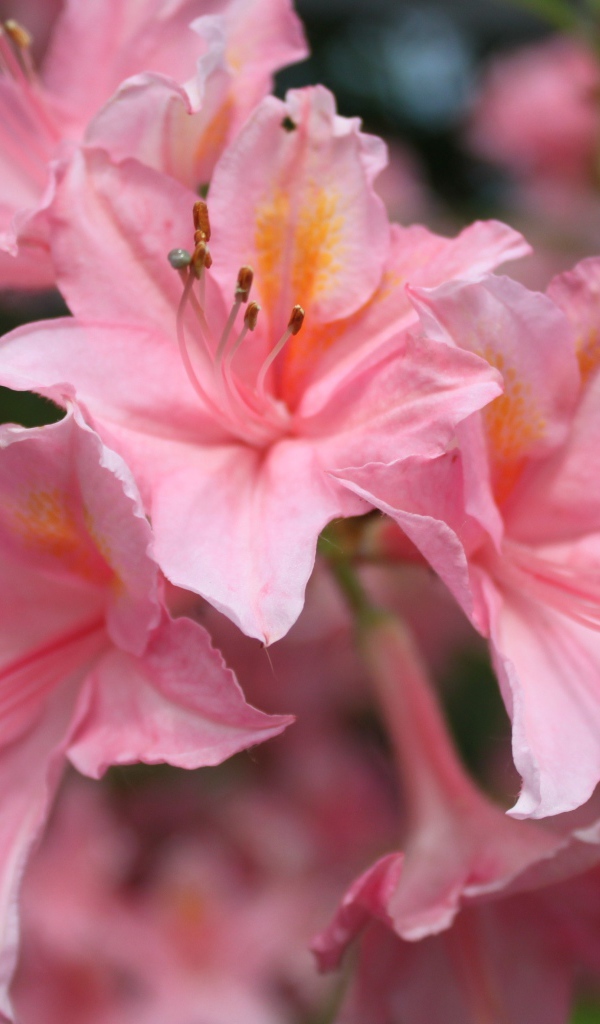 Красивые розовые цветы альстрёмерия 