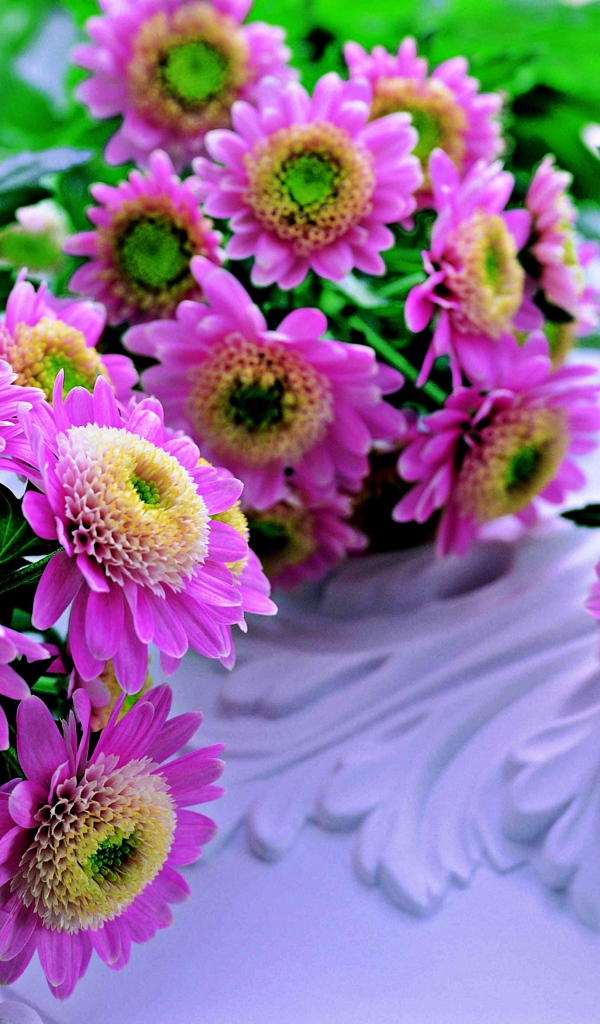 Красивые розовые хризантемы