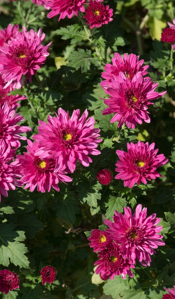 Красивые розовые хризантемы крупным планом