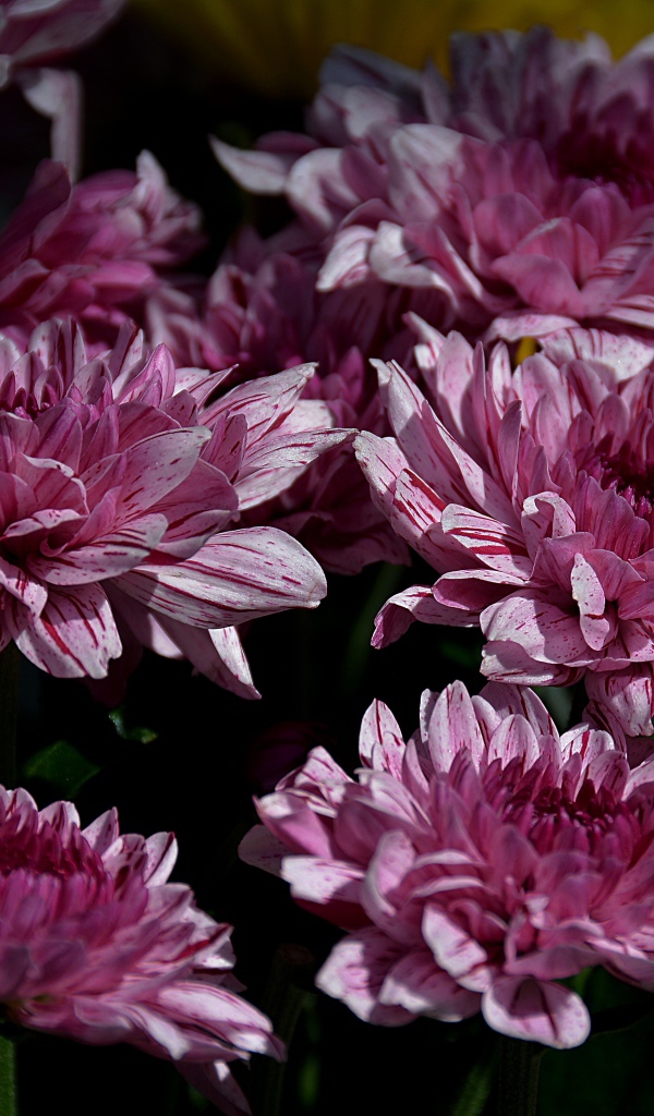 Красивые розовые цветы хризантемы