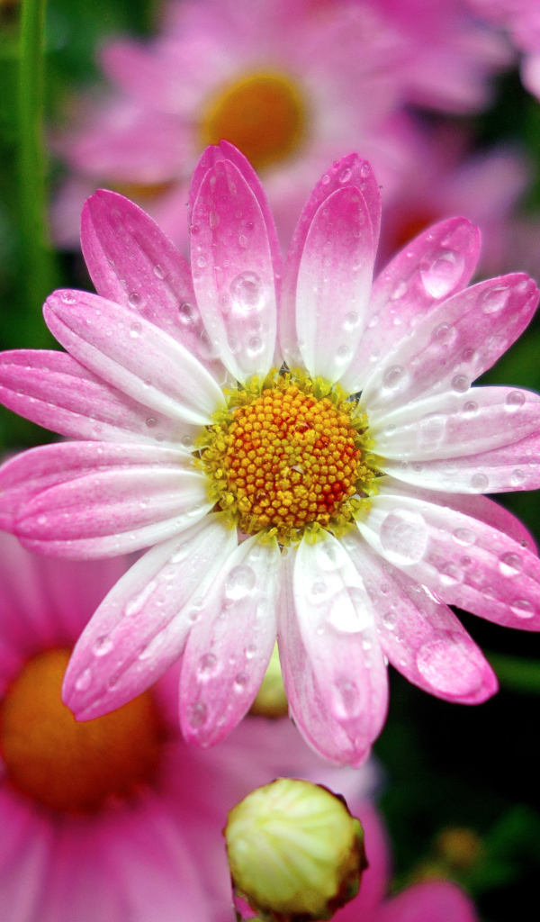 Красивая розовая ромашка в каплях росы крупным планом