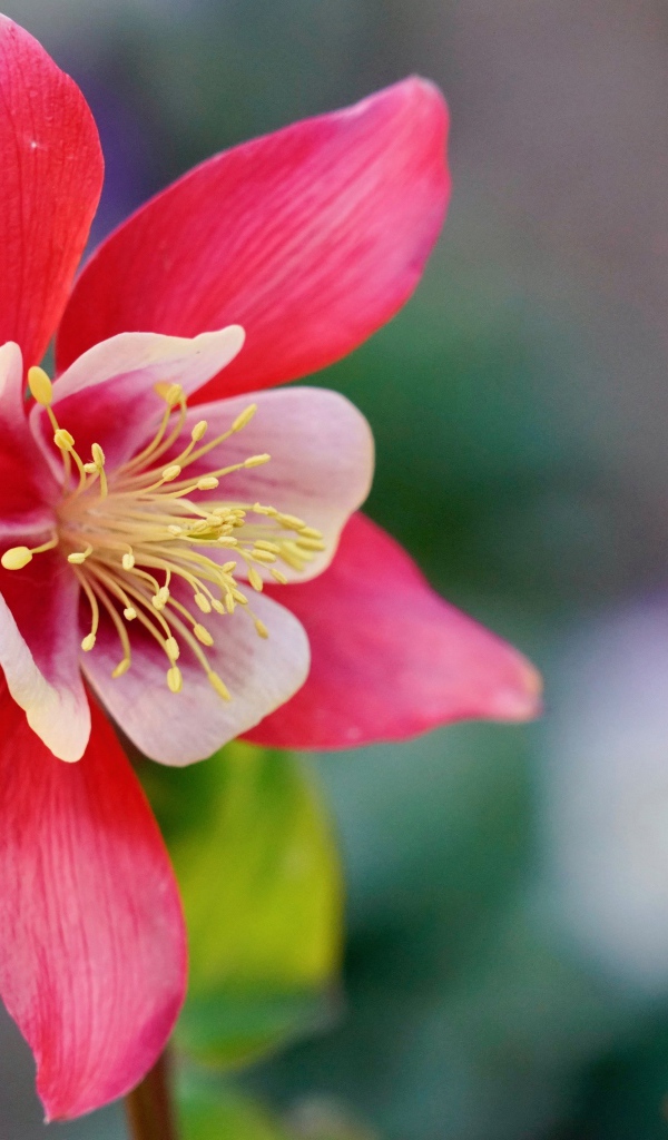 Красивый розовый цветок водосбор крупным планом