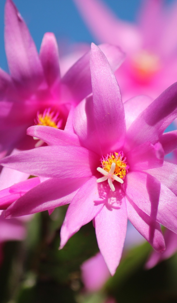 Красивые розовые цветы комнатного цветка декабрист