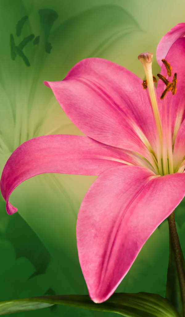 Красивая розовая лилия крупным планом