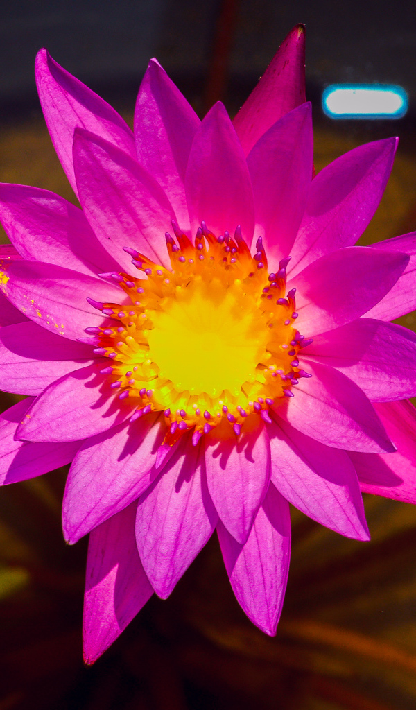 Красивый розовый цветок лотоса крупным планом