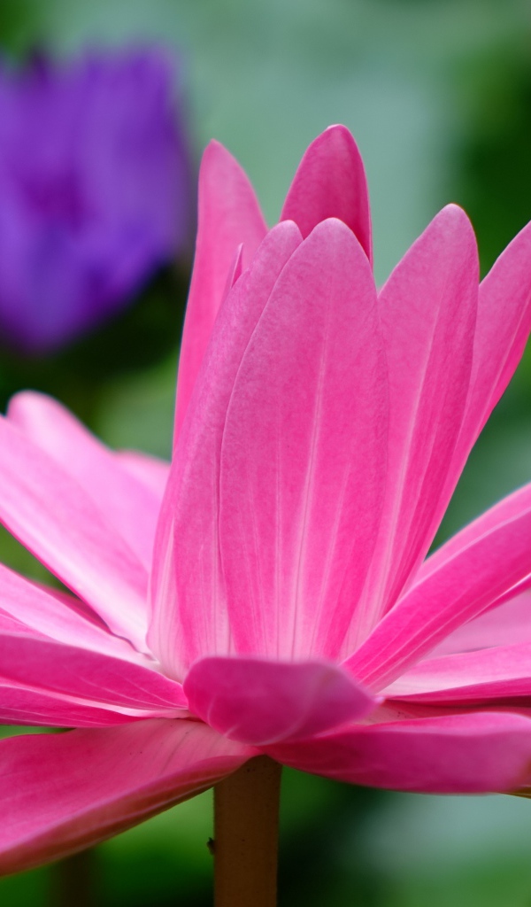 Красивый розовый цветок лотоса с лепестками 