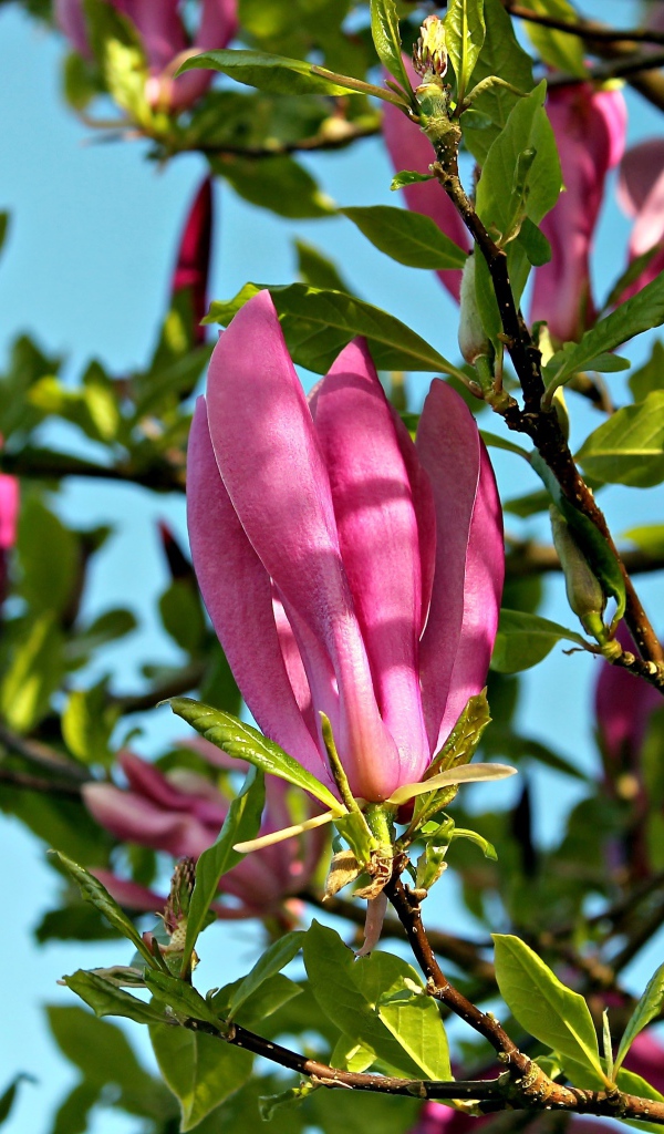 Красивые розовые цветы магнолии